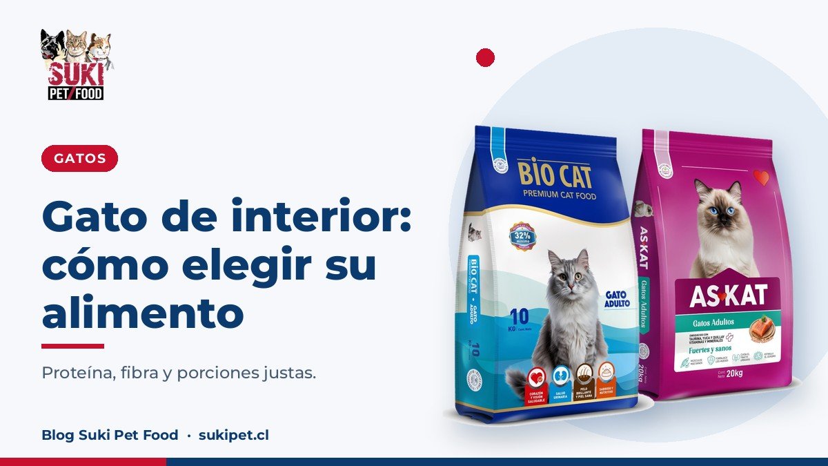 Cómo elegir alimento para un gato de interior: guía práctica